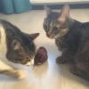 Kurmalı Kedi Eğitim Oyuncağı Tüylü Peluş Fare Yakalama İnteraktif Sevimli Eğlenceli Oyuncak (2818)